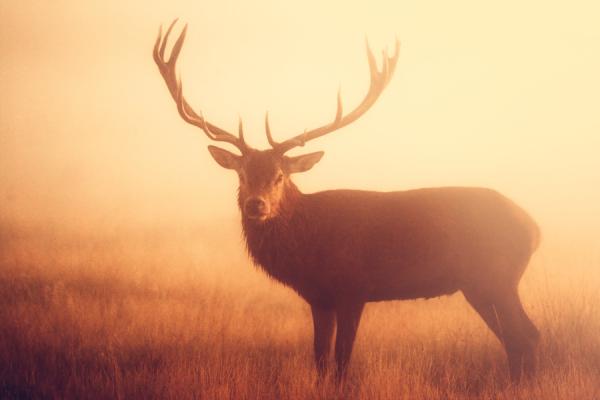 Mark Bridger动物摄影欣赏：鹿