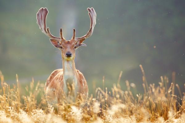 Mark Bridger动物摄影欣赏：鹿