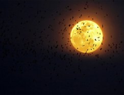 40个令人惊叹的月亮摄影