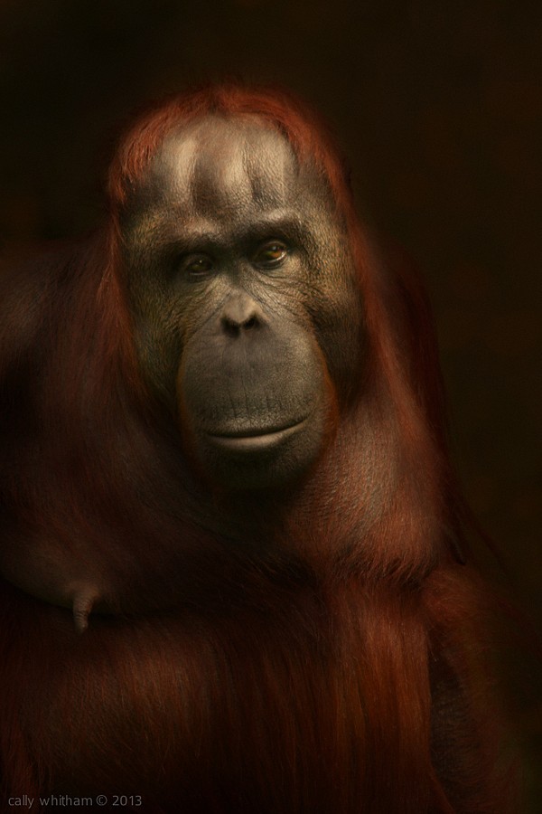 Cally Whitham漂亮的动物肖像摄影