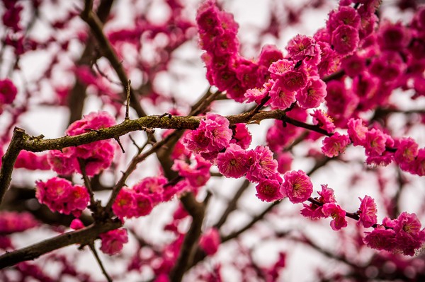 摄影欣赏：美丽樱花盛开的季节