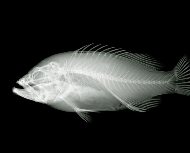 Nick Veasey的X光摄影艺术(二)