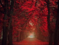 Ildiko Neer: 梦境般的红色林荫路