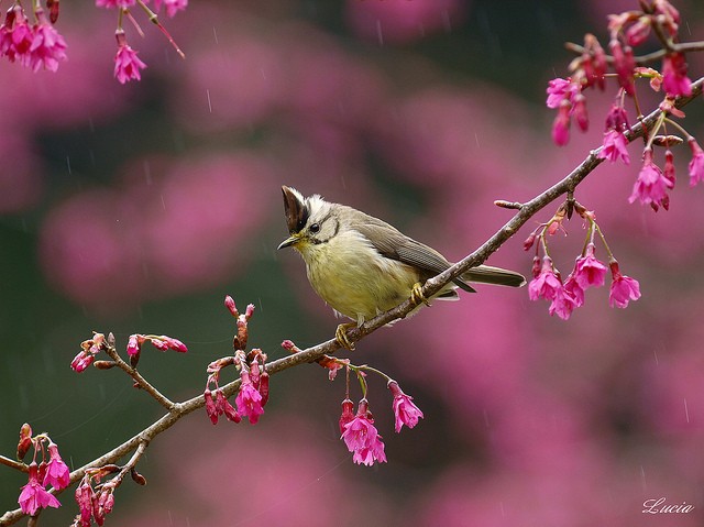 Lucia Lin精美的鸟类摄影欣赏