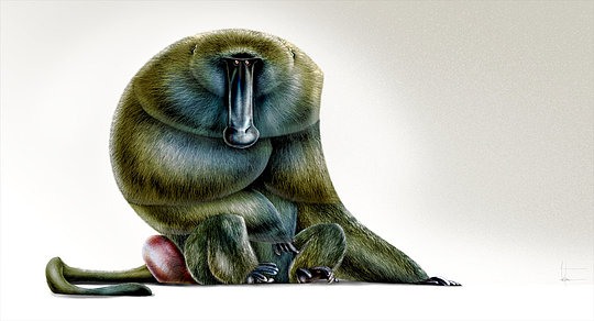 Jean Baptiste Vendamme可爱滑稽的动物插画作品