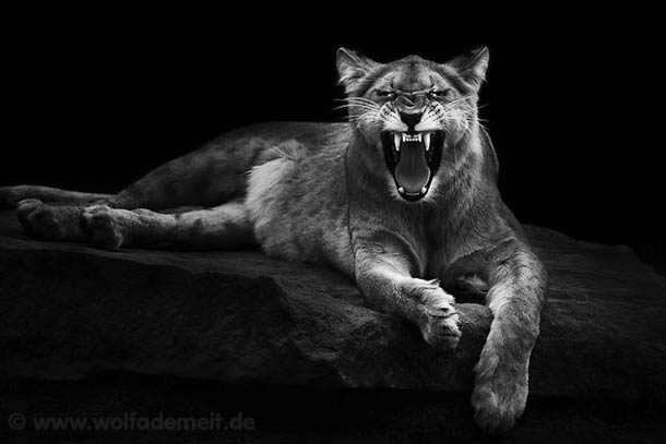 Wolf Ademeit动物肖像摄影