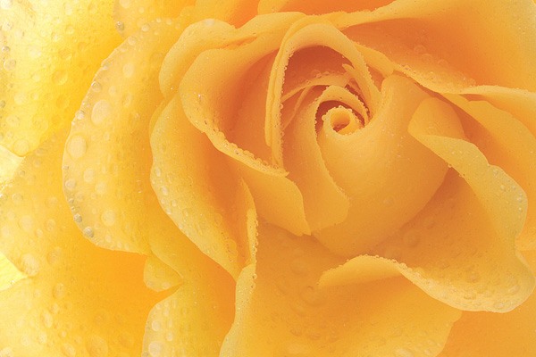 45张漂亮的玫瑰花摄影图片欣赏