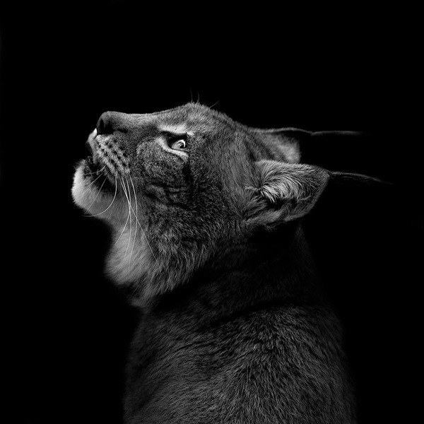 Lukas Holas黑白动物肖像摄影