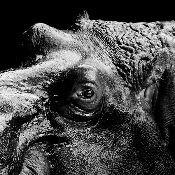 Lukas Holas黑白动物肖像摄影