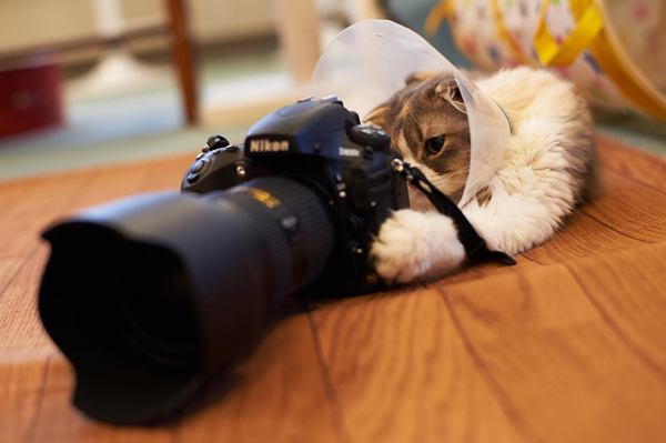 动物摄影欣赏：可爱的猫