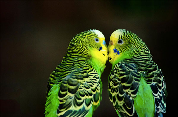 动物的爱:20个温馨的动物摄影欣赏