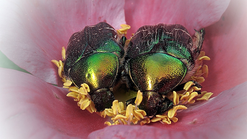 漂亮的昆虫微距摄影作品欣赏