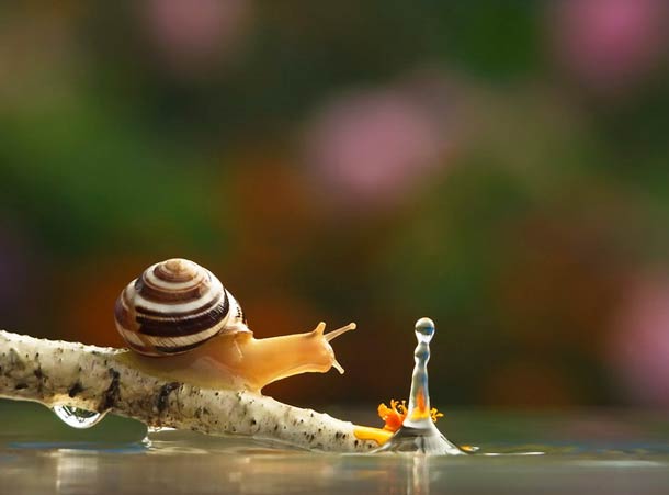 摄影师Vyacheslav Mishchenko:蜗牛的世界