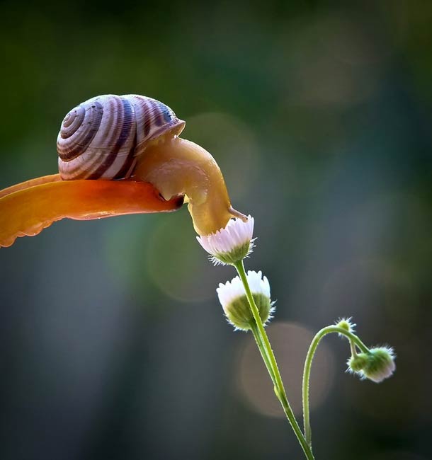 摄影师Vyacheslav Mishchenko:蜗牛的世界