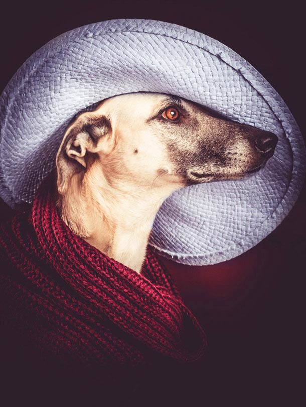 德国摄影师Elke Vogelsang:狗狗肖像摄影