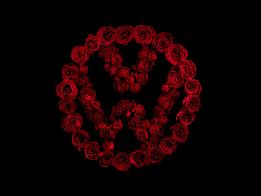 Alexander James摄影作品:玫瑰与logo