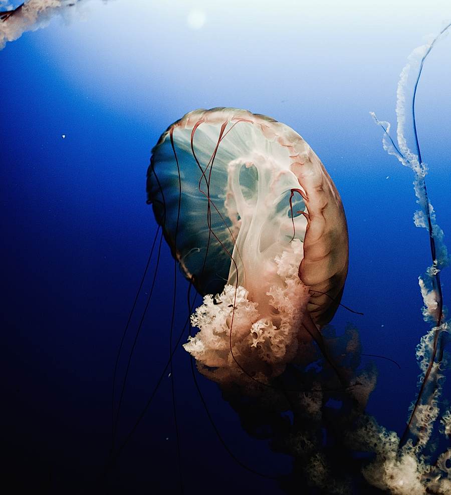 动物摄影欣赏:漂亮的水母