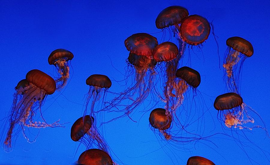 动物摄影欣赏:漂亮的水母