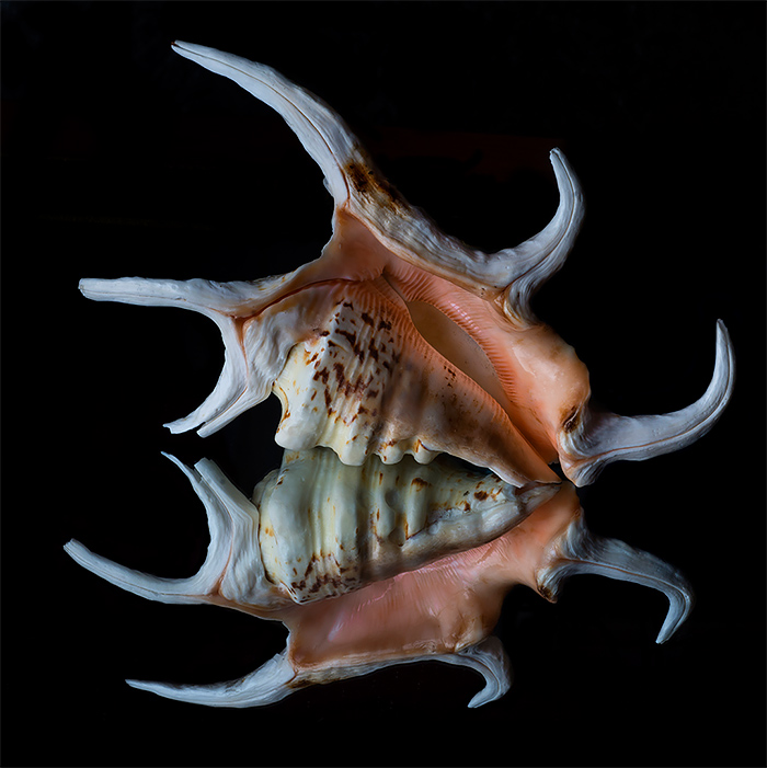 Bill Gracey超清贝壳摄影图片欣赏