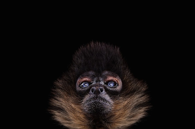 Brad Wilson野生动物肖像摄影