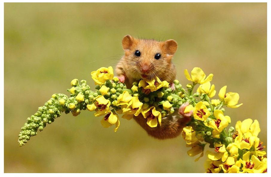 26张可爱的小老鼠摄影图片欣赏