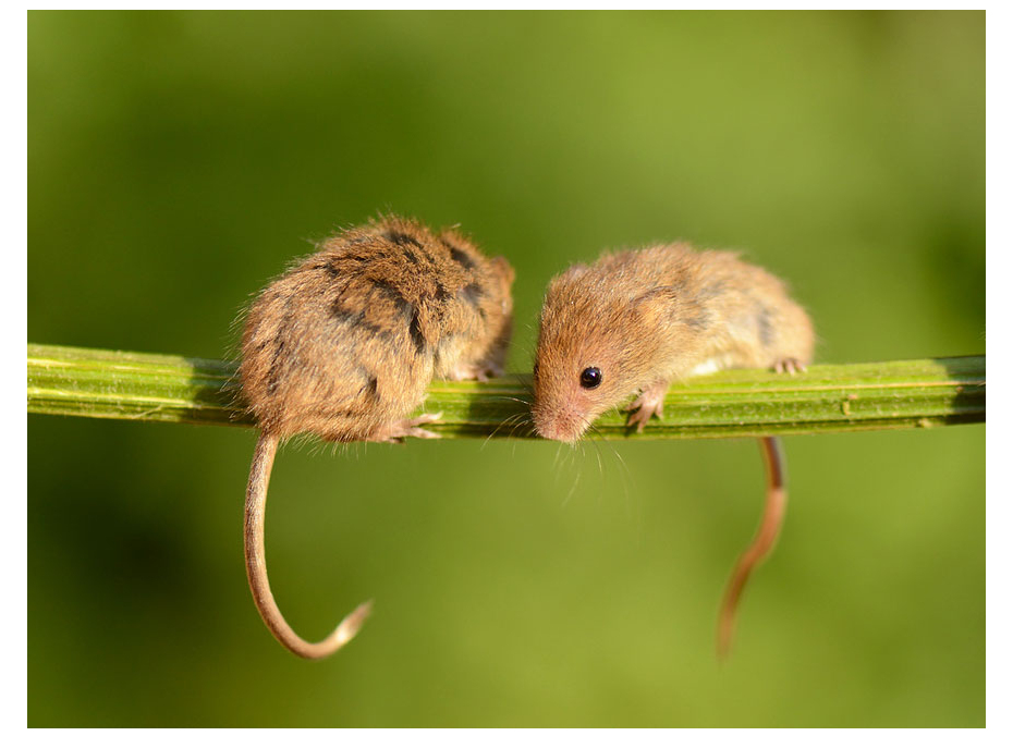 26张可爱的小老鼠摄影图片欣赏