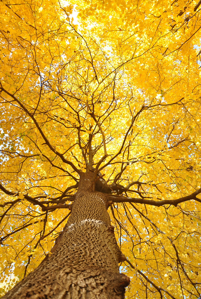 25张美丽的树摄影作品欣赏