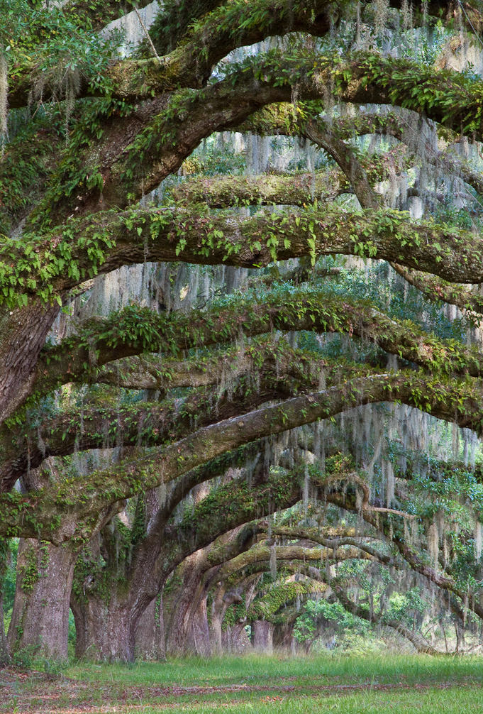 25张美丽的树摄影作品欣赏