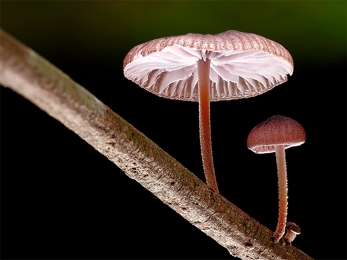 Steve Axford摄影作品:梦幻蘑菇
