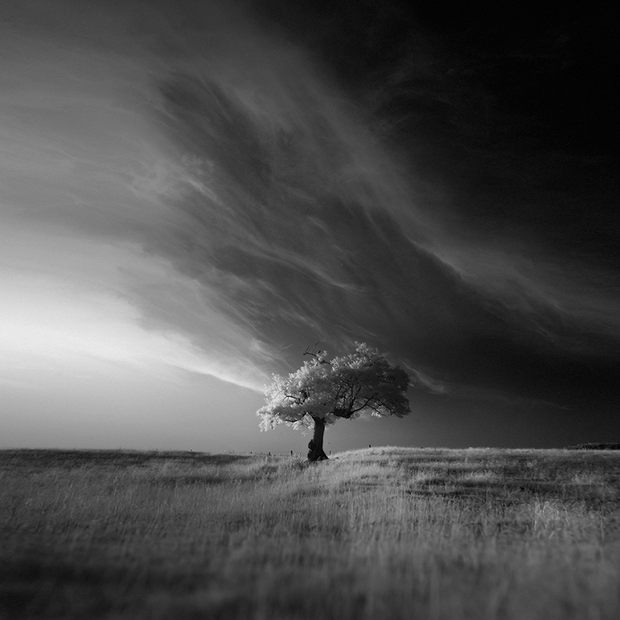孤独的树:Andy Lee黑白摄影欣赏