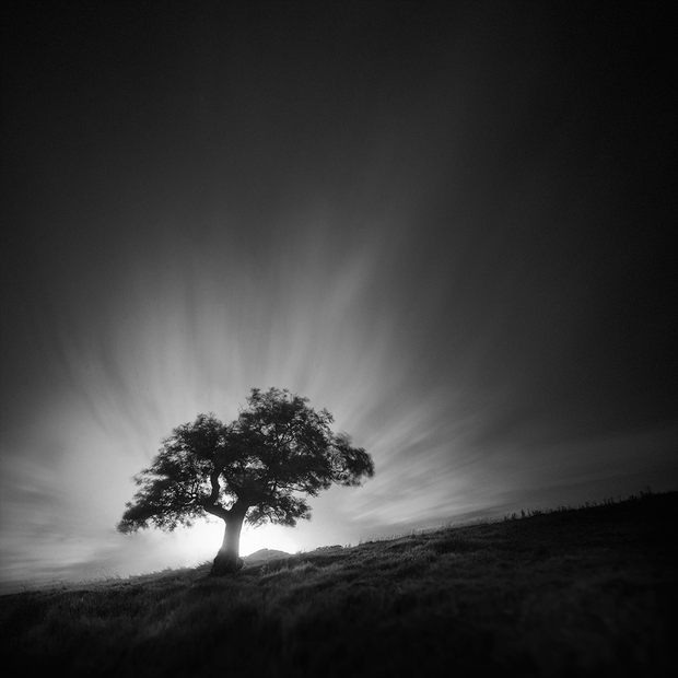 孤独的树:Andy Lee黑白摄影欣赏