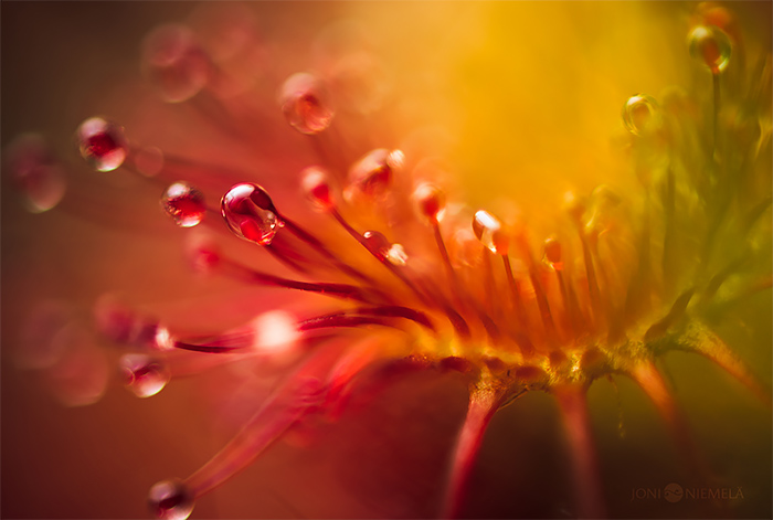 Joni Niemela食虫植物微距摄影作品