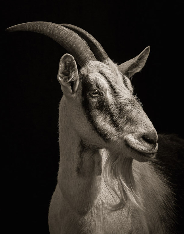 Kevin Horan山羊和绵羊肖像摄影欣赏