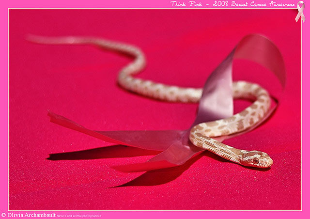 粉红色在摄影作品中的运用实例欣赏
