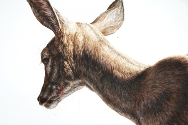 George Boojury超逼真的动物绘画作品欣赏