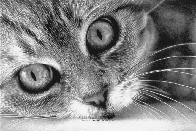 30张猫咪铅笔画欣赏