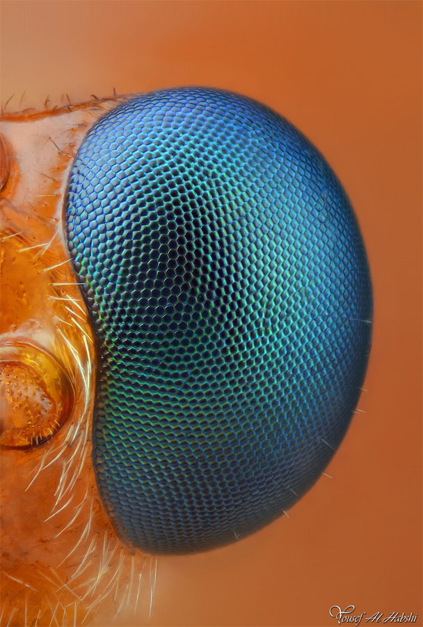 20个漂亮的昆虫微距摄影作品欣赏