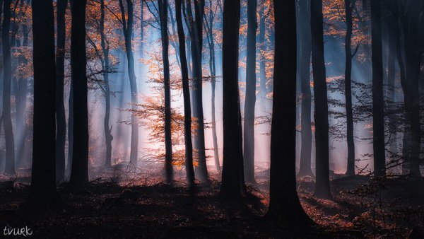 森林之美:Tvurk自然摄影作品欣赏