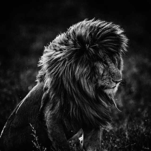 Laurent Baheux非洲野生动物摄影欣赏