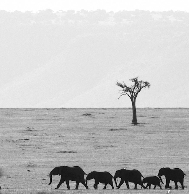 Laurent Baheux非洲野生动物摄影欣赏