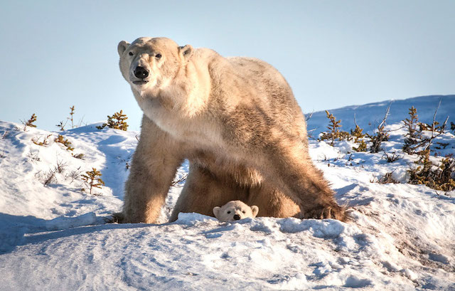 David Jenkins摄影作品:温情北极熊