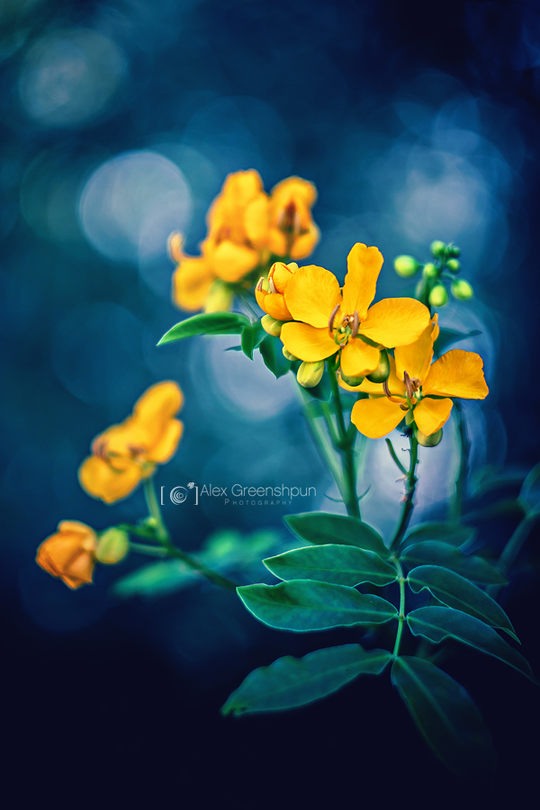 Alex Greenshpun唯美的花卉和自然摄影欣赏