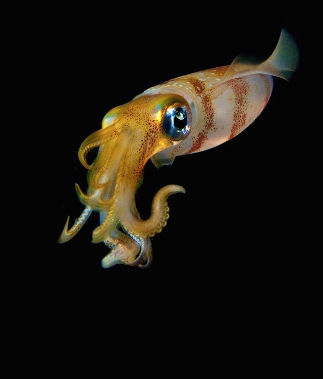 Joshua Lambus镜头下美妙的深海生物