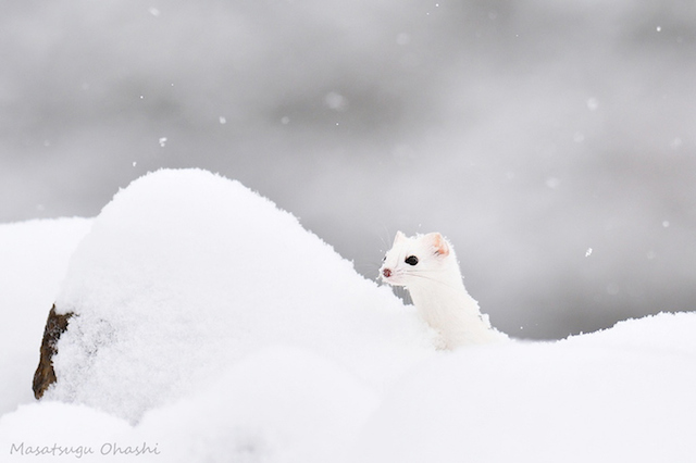 动物摄影欣赏:雪中可爱的貂