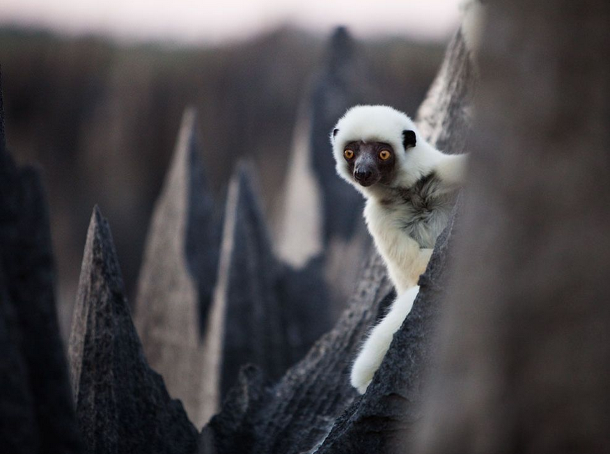 20张完美的野生动物摄影作品欣赏