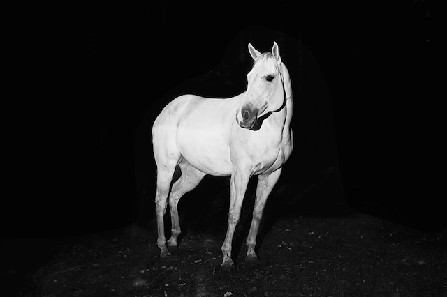 Troy Moth黑白动物肖像摄影欣赏