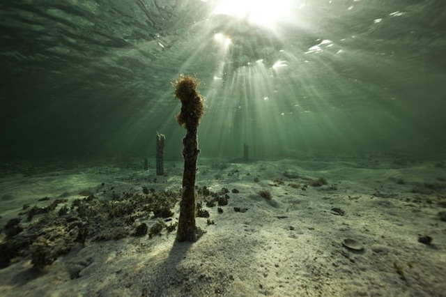 Jorge Cervera Hauser水下摄影作品