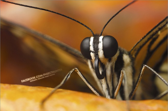 28张精美的昆虫微距摄影作品