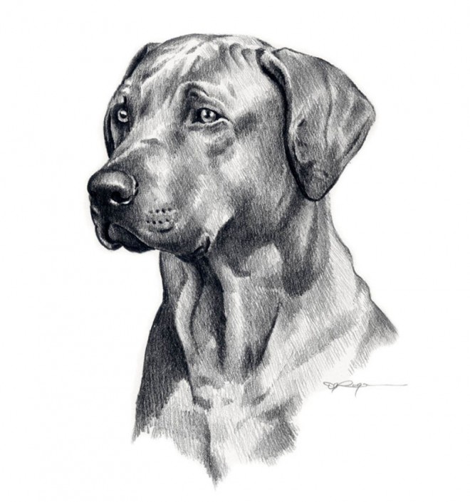 30个可爱狗狗绘画作品欣赏