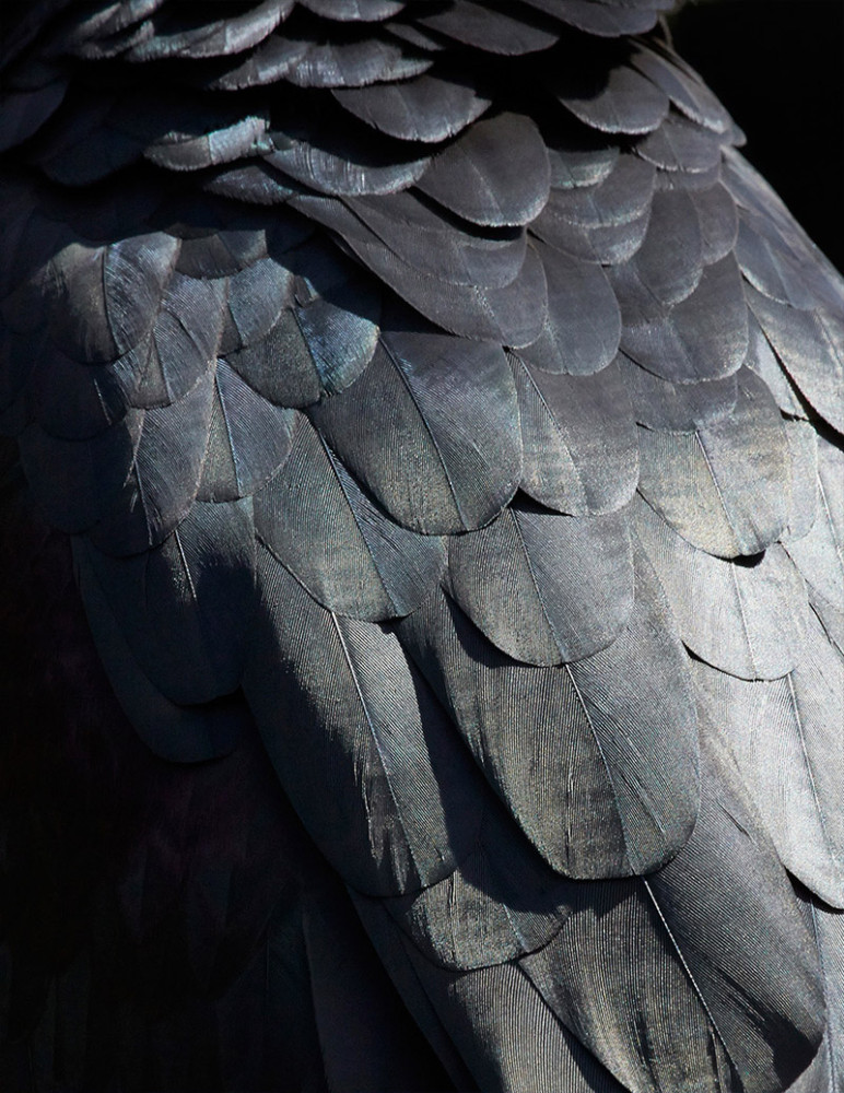 Thomas Lohr摄影作品:鸟类羽毛的迷人特写